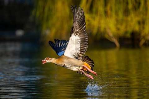 Flying Egyptian goose (Alopochen aegyptiaca) starting from a lake, invasive species, Bavaria,