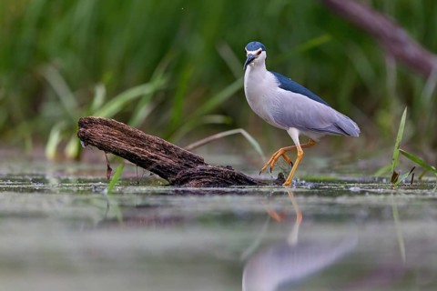 Black-crowned black crowned night heron (Nycticorax nycticorax), Bihoreau gris, HÈron bihoreau,