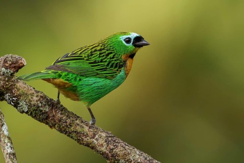 Brassy-breasted Tanager (Tangara desmaresti) perched on a branch in the Atlantic Rainforest Region