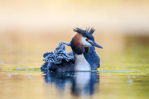 Great Crested Grebe (Podiceps cristatus) with chicks, North Rhine-Westphalia, Germany
