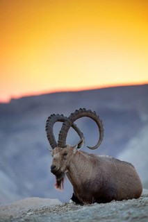 Nubian ibex, Nubian ibex, (Capra nubiana), animals, mammals, ibex, Ben Gurion's Tomb, Midreshet