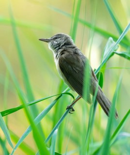 Reed warbler (Acrocephalus arundinaceus) on a reed stem, reed (Phragmites australis), Lower Saxony,