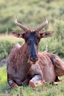 Tsessebe (Damaliscus lunatus), lyrebird, crescent moon antelope, adult, sitting, relaxed, Mokala