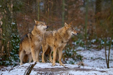 Wolves standing close together listening in the snowy forest, Winter, Wolf (Canis lupus), Germany