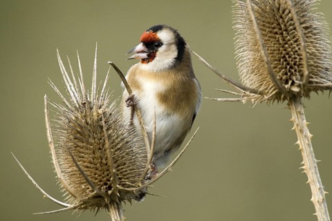 European Goldfinch (Carduelis carduelis), Castile-La Mancha, Spain