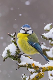 Blue tit (Cyanistes caeruleus), close-up on snow-covered branch in winter with snowflakes in the