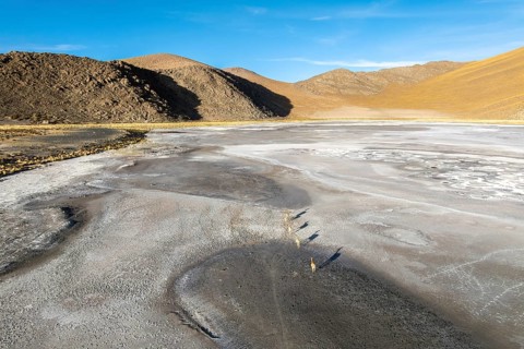 A group of guanacos roam the expansive salt flats of the Andean Highlands in La Puna, Argentina.