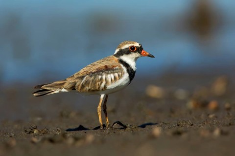Black-fronted Dotterel (Elseyornis melanops), Victoria, Australia