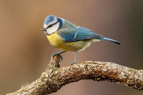 Eurasian Blue Tit (Cyanistes caeruleus), perched on a branch, Castile and Leon, Spain