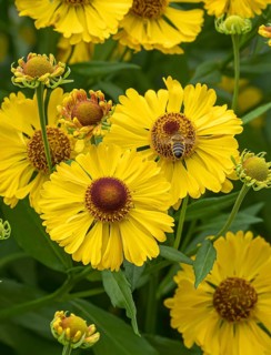 Sunflower (Helenium 'Blossom Table'), RHS Garden Bridgewater, Great Britain