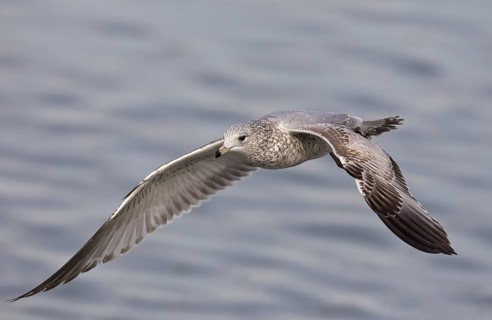 Ring-billed Gull, 1st winterr