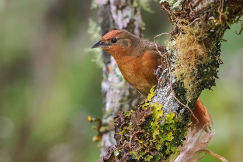 Orange-eyed Thornbird (Phacellodomus erythrophthalmus) perched on a branch in the Atlantic