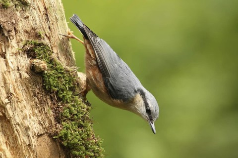 Eurasian Nuthatch (Sitta europaea), Lower Saxony, Germany