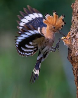 Eurasian Hoopoe (Upupa epops) feeding chick in breeding cavity, Saxony-Anhalt, Germany