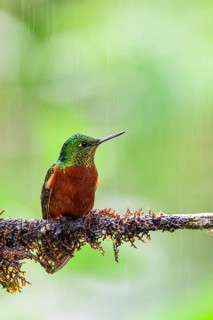 Chestnut-breasted Coronet (Boissonneaua matthewsii) perched on a branch, Napo, Ecuador