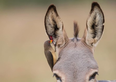 Yellow-billed Oxpecker (Buphagus africanus), Gambia