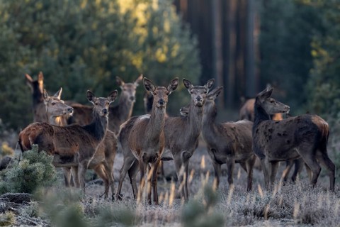 A last glance of the red deer herd (Cervus elaphus) in my direction, then they all wander into the