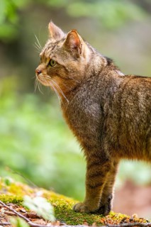 European wildcat (Felis silvestris silvestris) standing in a forest, Bavaria, Germany