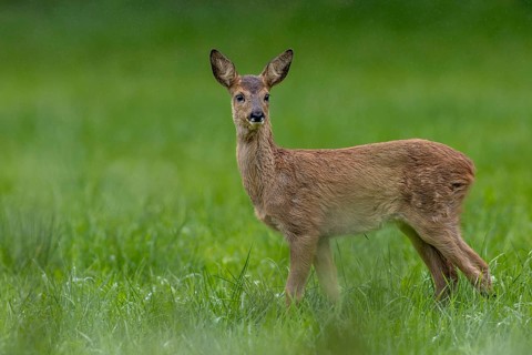 Fawn (Capreolus capreolus) in a rain shower on a forest meadow, baby animals, sweet, cute, summer,