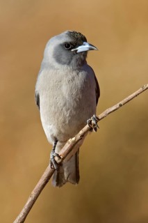 Masked Woodswallow (Artamus personatus), Western Australia, Australia