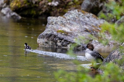 Common goldeneye (Bucephala clangula), female and single chick on the shore of a lake, Pyhä-Luosto
