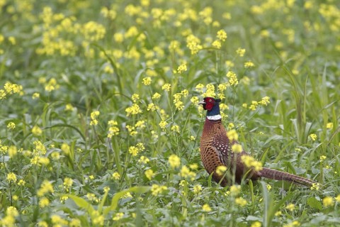 Common Pheasant (Phasianus colchicus) male, Bulgaria