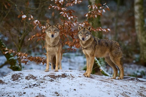 Two wolves standing close together on a small snow hill, winter, wolf (Canis lupus), Germany