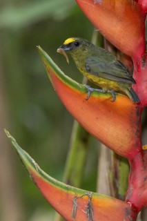 Olive-backed Euphonia (Euphonia gouldi) male, Costa Rica