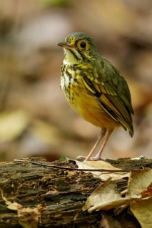 Spotted Antpitta (Hylopezus macularius) perched on a branch in the rainforest of Guyana
