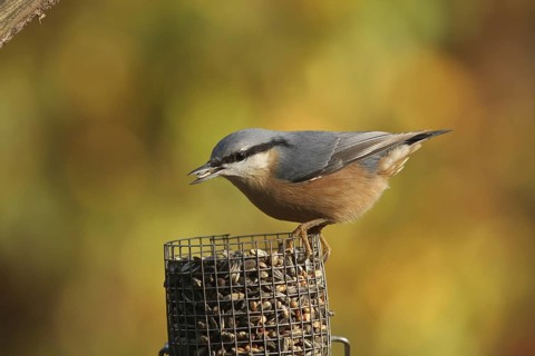 Eurasian Nuthatch (Sitta europaea), Lower Saxony, Germany