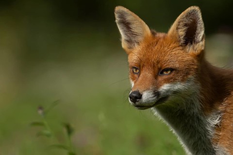 Red fox (Vulpes vulpes) adult animal in grassland in the summer, England, United Kingdom