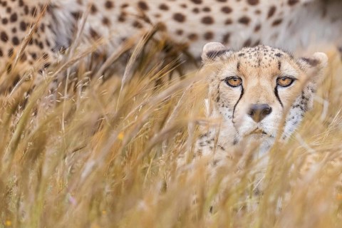 Cheetah (Acinonyx jubatus) female partly hidden in tall grassland, Castile-La Mancha, Spain