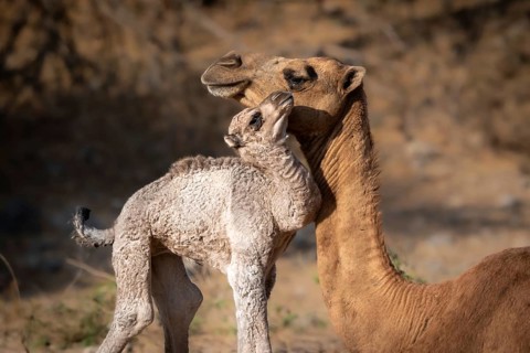 Dromedary (Camelus dromedarius), camel, young animal with mother, Oman