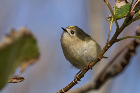 Goldcrest (Regulus regulus), Schleswig-Holstein, Germany