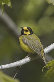 Hooded Warbler (Setophaga citrina) male, Ontario, Canada
