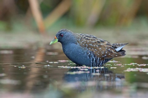 Australian Crake (Porzana fluminea) foraging, Victoria, Australia