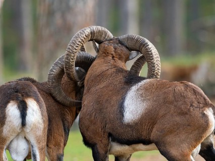Two grouches have wedged their horns, North Rhine-Westphalia, Germany