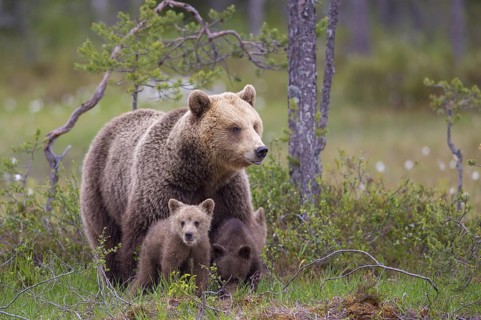 Eurasian Brown Bear (Ursus arctos) mother with cubs, Finland