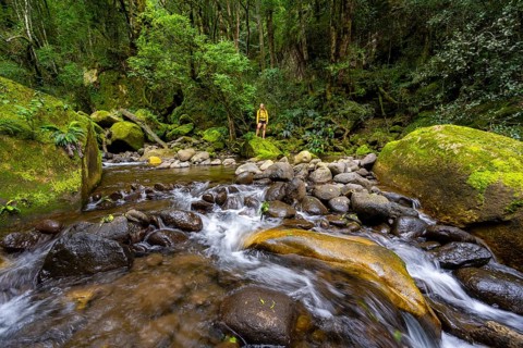 Mhlwazini River flows through thick forest, original mountain forest, Rainbow Gorge,