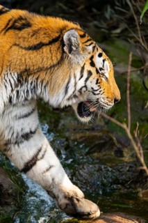 Siberian tiger (Panthera tigris tigris) walking in a forest, captive, incidence in Russia and