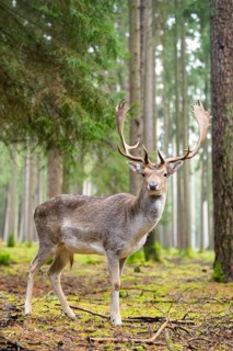 European fallow deer (Dama dama) buck in a forest in autumn, Bavaria, Germany