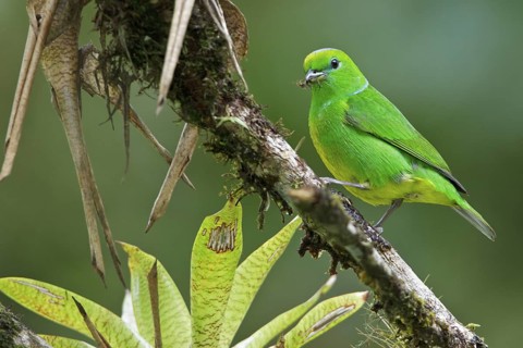 Golden-browed Clorophonia (Chlorophonia callophrys) perched on a branch in Costa Rica, Central