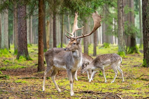 European fallow deer (Dama dama) buck in a forest in autumn, Bavaria, Germany