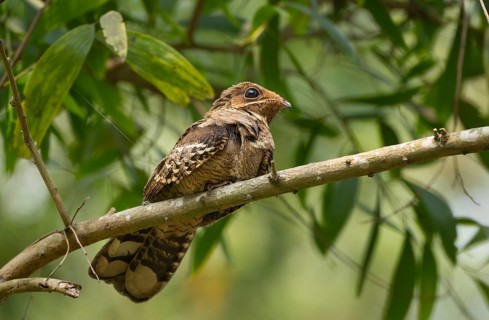 Large-tailed nightjar (Caprimulgus macrurus) on a tree branch, sreepur, Gazipur, bangladesh