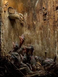 Eurasian Wryneck (Jynx torquilla) feeding chicks in nesting box, Saxony, Germany