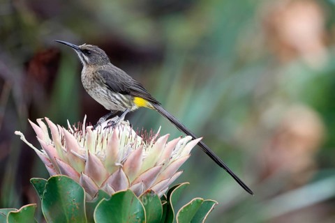 Cape Honeybird (Promerops cafer), adult, male, on flower, Protea, vigilant, Kirstenbosch Botanical