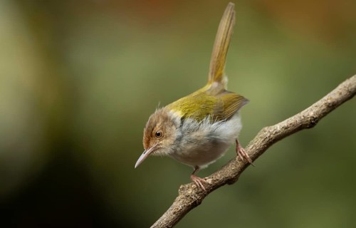 Common Tailorbird (Orthotomus sutorius) perched on a slender branch, Sreepur, Gazipur, bangladesh