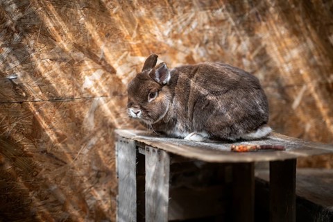Dwarf rabbit sitting on a wooden box in a stable, Stuttgart, Baden-Württemberg, Germany