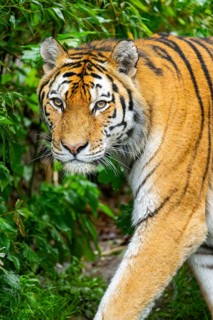 Siberian tiger (Panthera tigris tigris) walking through bushes on a rainy day, captive, Germany