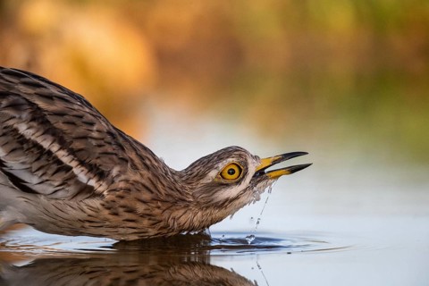 Eurasian Stone-curlew (Burhinus oedicnemus) drinking, Castile-La Mancha, Spain